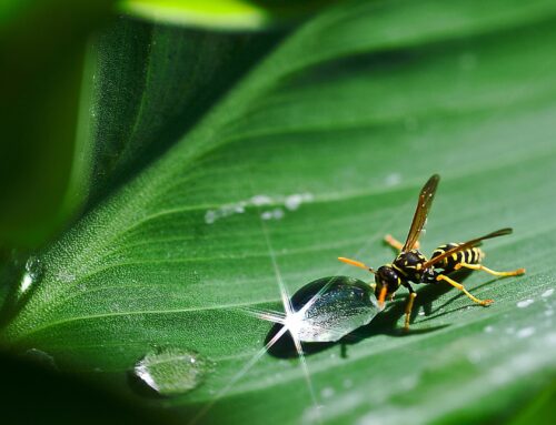 Impacto de la Dimensión del Anillo Aórtico en la Durabilidad de las Prótesis Balón Expandibles