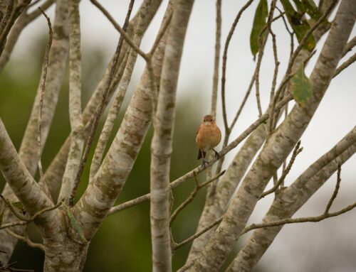Reestenosis Intrastent: Eficacia del Balón Recubierto de Paclitaxel Según el Tamaño del Vaso