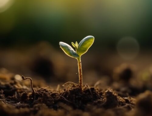 IMR-CT: Método no invasivo prometedor para el estudio de la Enfermedad Microvascular