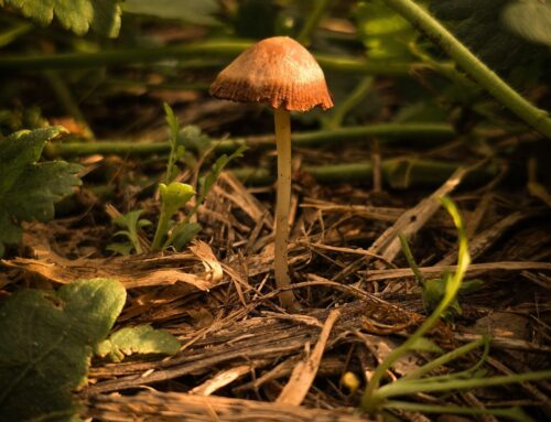 Rol del Acoplamiento del Ventrículo Derecho-Arteria Pulmonar en el Tratamiento de Valvulopatía Cardíacas