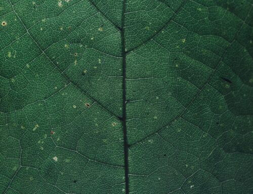 Implicancia Clínica de la Comisurotomía Mitral Percutánea Previo a una Cirugía de Reemplazo Mitral