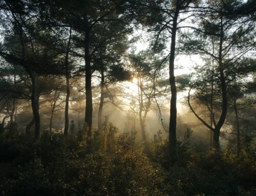 Beneficio de la Alteplasa Intracoronaria en el Infarto con Alta Carga Trombótica