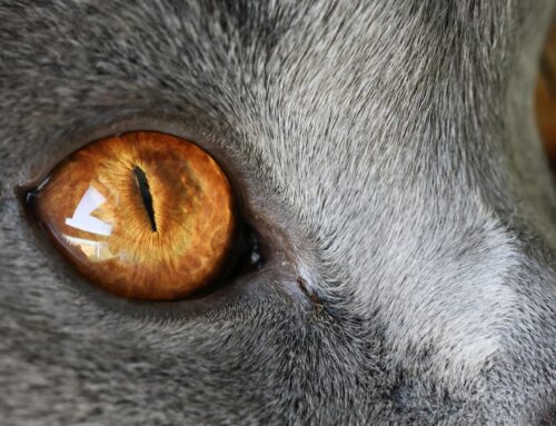 Beneficio de la Imagen Intravascular en la Anatomía Coronaria Compleja: RENOVATE-COMPLEX-PCI a 5 años